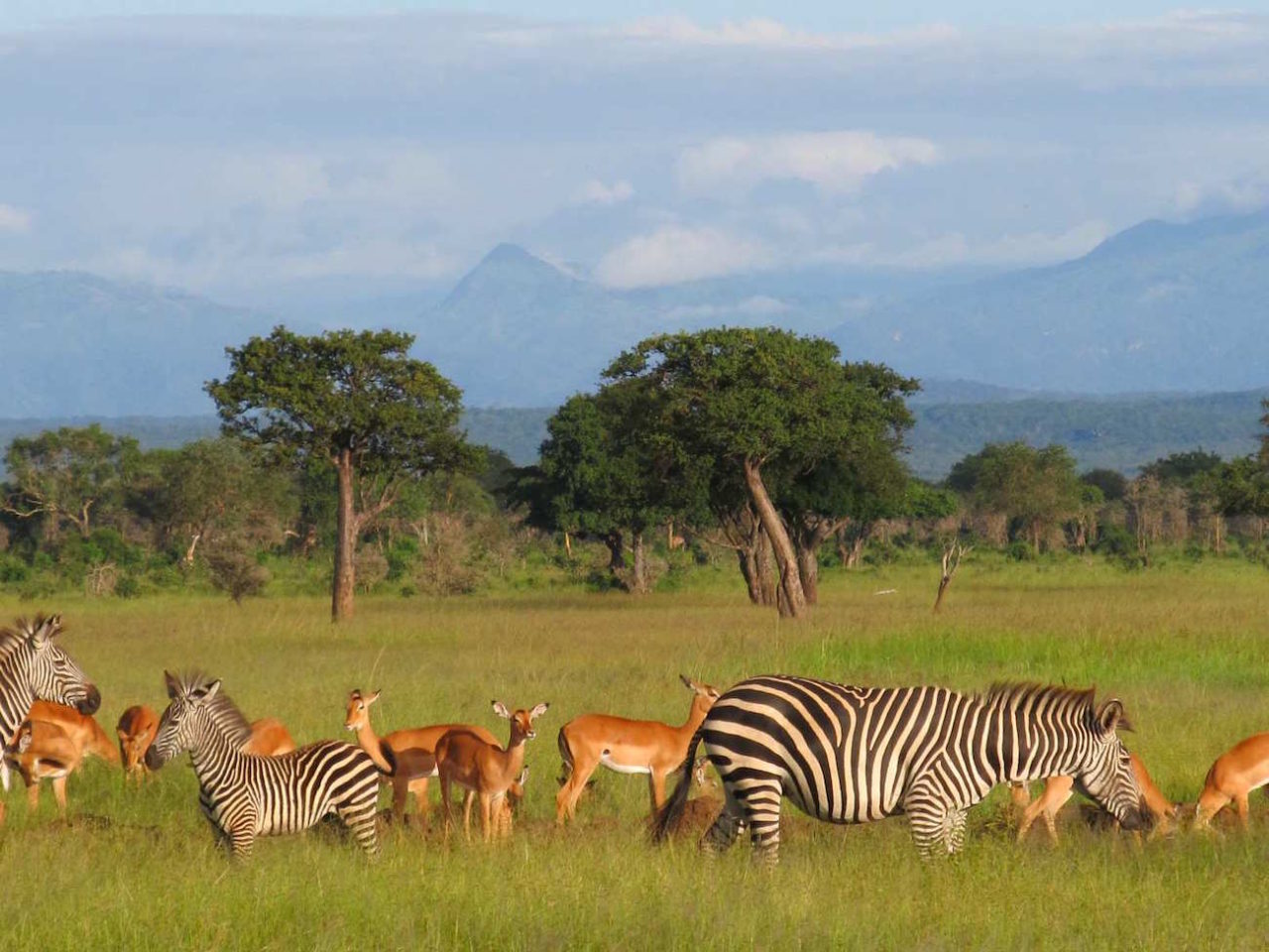 Mikumi National Park Chugga Expeditions